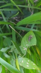 Trilophidia annulata