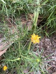 Xerochrysum viscosum