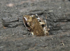 Eleutherodactylus campi