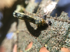 Sangalopsis microleuca