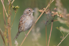 Emberiza schoeniclus