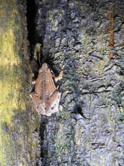 Microhyla achatina