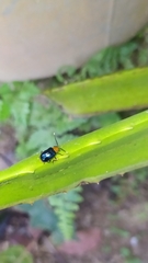 Chrysomelidae