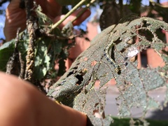 Sangalopsis microleuca