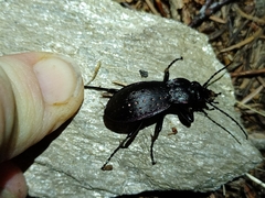 Carabus hortensis
