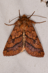 Pyrrhia exprimens