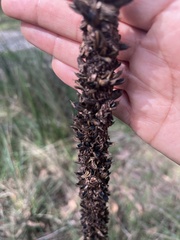 Xanthorrhoea minor lutea