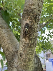 Graptopsaltria nigrofuscata