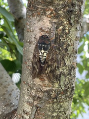 Graptopsaltria nigrofuscata