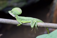 Basiliscus galeritus