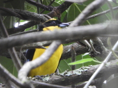 Anisognathus somptuosus