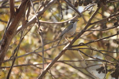 Melithreptus brevirostris