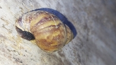 Lissachatina fulica