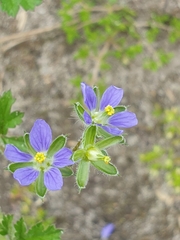 Erodium crinitum
