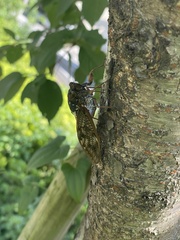 Graptopsaltria nigrofuscata