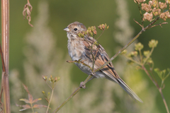 Emberiza schoeniclus