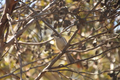 Melithreptus brevirostris