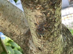 Graptopsaltria nigrofuscata