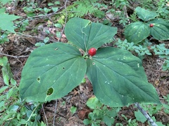 Trillium undulatum