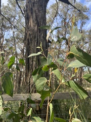 Eucalyptus obliqua