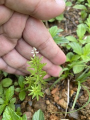 Polygala paniculata