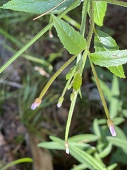 Epilobium