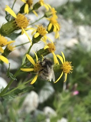 Bombus sitkensis