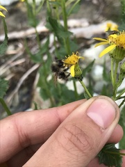 Bombus sitkensis