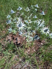 Eryngium heterophyllum
