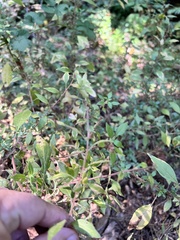 Parietaria judaica