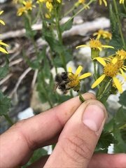 Bombus sitkensis