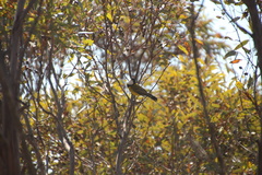 Pachycephala fuliginosa