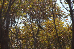 Pachycephala fuliginosa