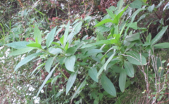 Phytolacca octandra
