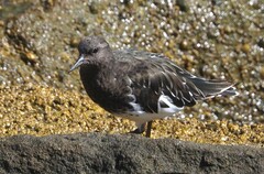 Arenaria melanocephala