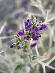 Psorothamnus polydenius