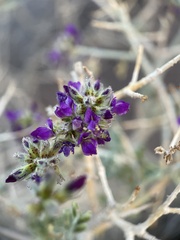Psorothamnus polydenius
