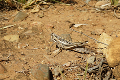 Austracris guttulosa