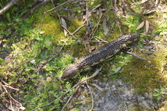 Tiliqua rugosa