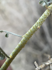 Psorothamnus polydenius