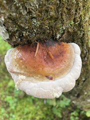 Ganoderma