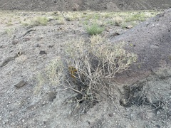 Psorothamnus polydenius