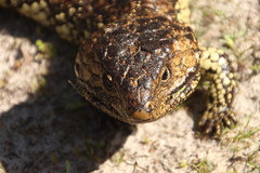 Tiliqua rugosa