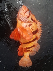 Sebastes nigrocinctus