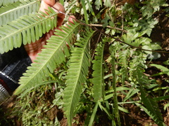 Pteris