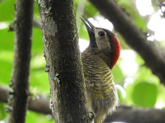 Colaptes rubiginosus