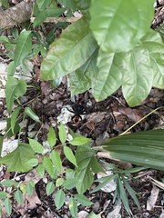 Tliltocatl epicureanus