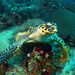 Hawksbill Sea Turtles - Photo (c) Raymondâ„¢, some rights reserved (CC BY-NC-ND)