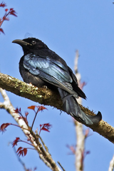 Dicrurus hottentottus