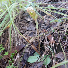 Pterostylis ophioglossa